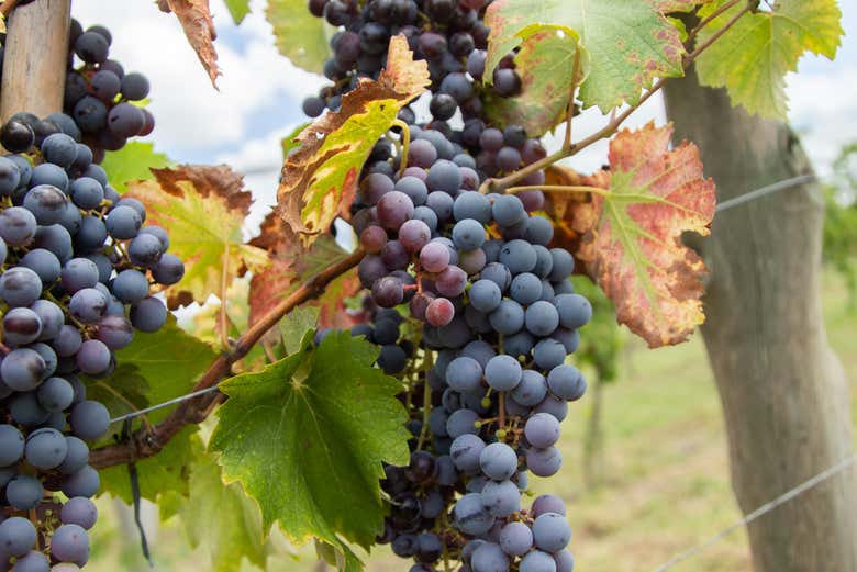 Cacho de uvas nos vinhedos de Casa Gambo