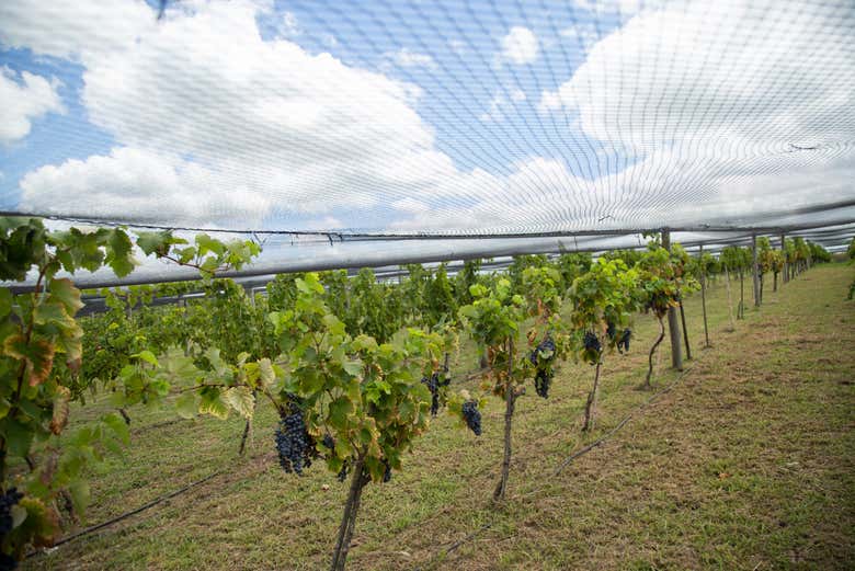 Vinhas de Gamboa