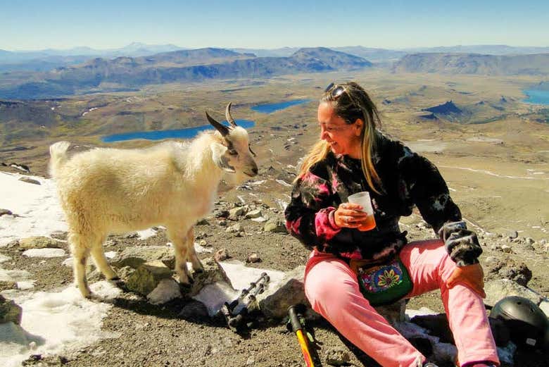 Admire the wildlife in the Andes