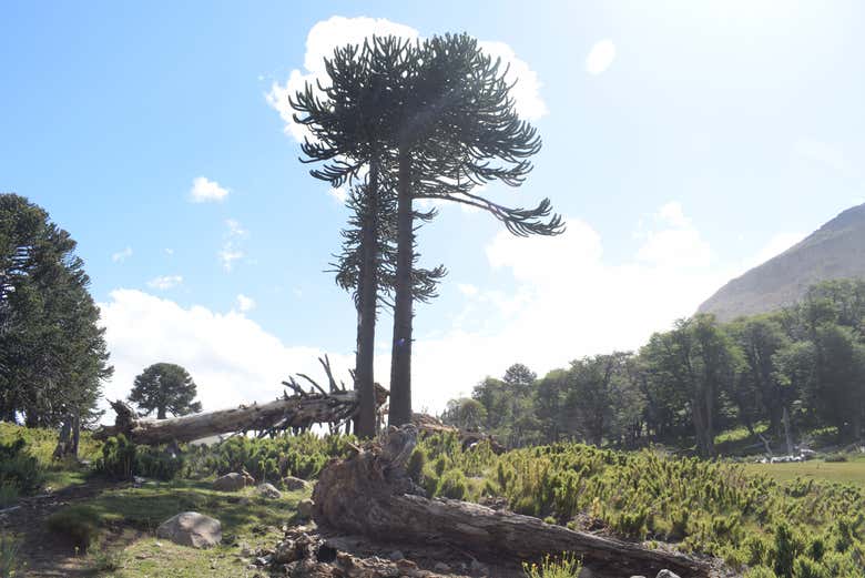 Flora do vale Hualcupén