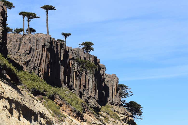 Découvrez la flore de la région