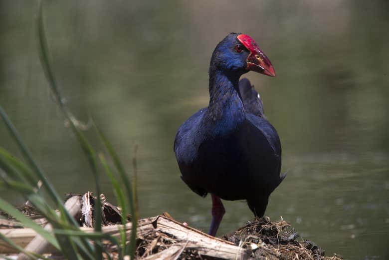 Bachió cuenta con una gran diversidad de aves