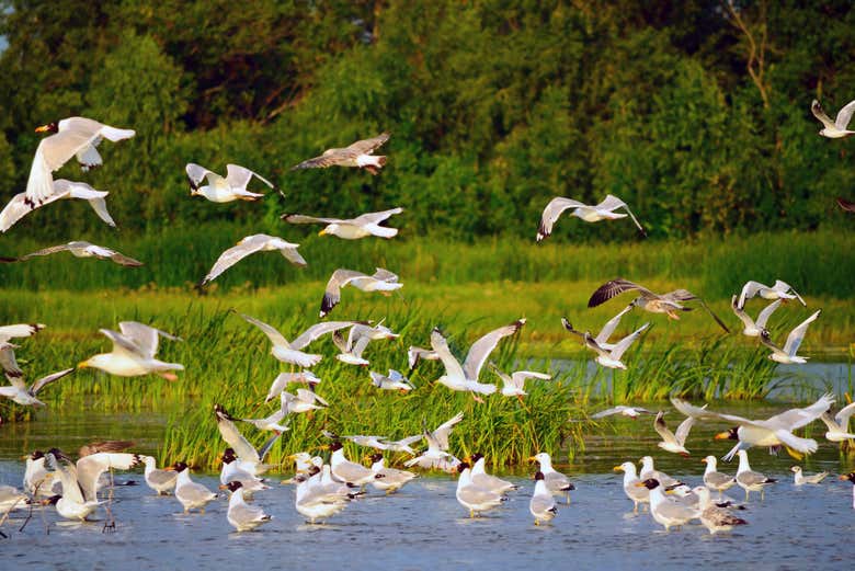 Aves en el río Porteño
