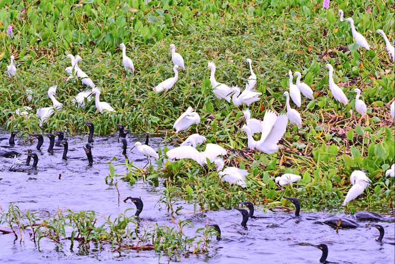 Aves del río Porteño