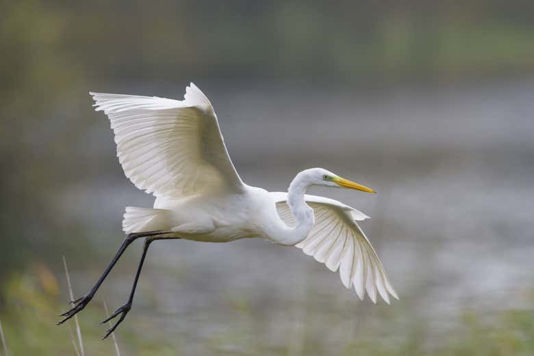 Garza blanca de Bachió
