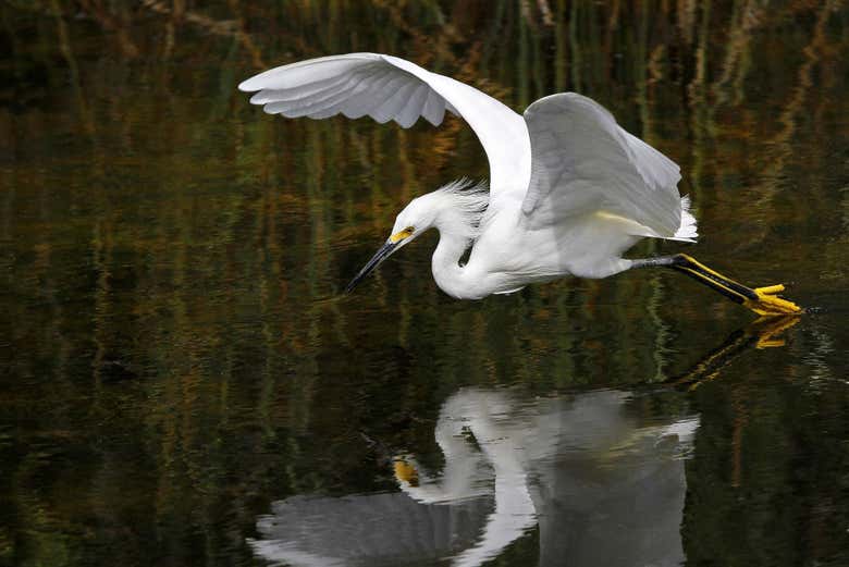 Garza pescando en la laguna Bachió
