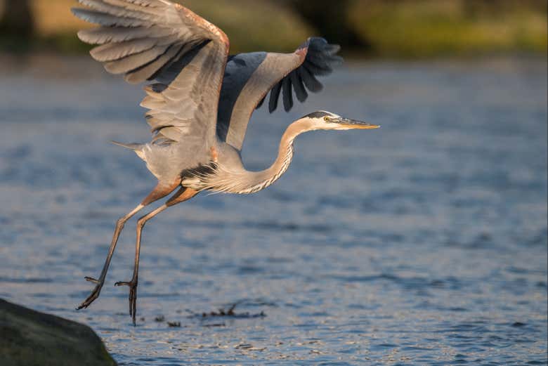 Garza volando en el río Porteño