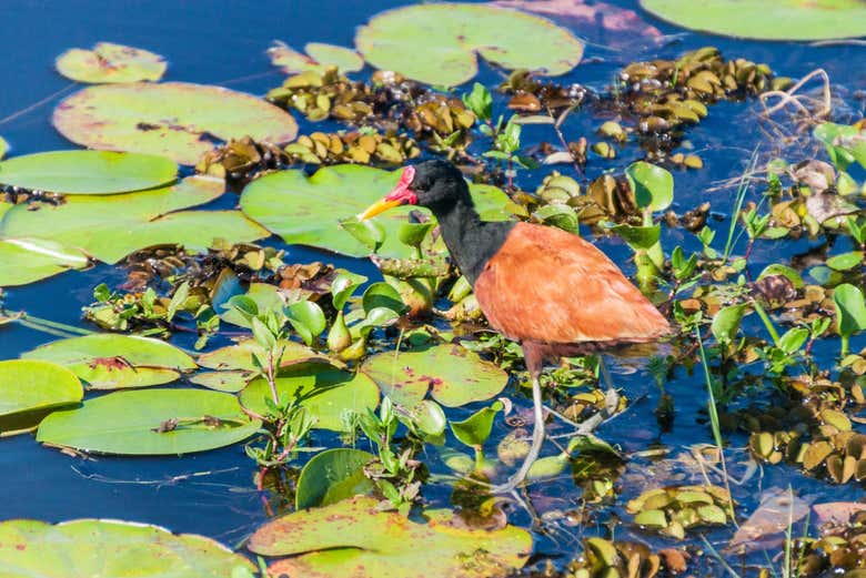 Jacana de la laguna