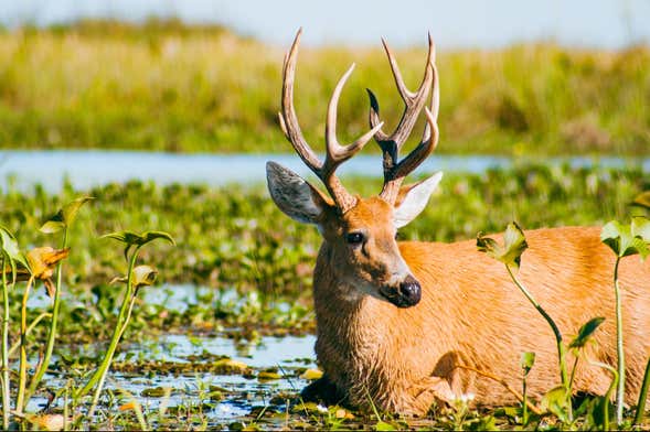 Paseo en barco por la laguna Iberá + Tour por Colonia Carlos Pellegrini