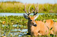 Paseo en barco por la laguna Iberá + Tour por Colonia Carlos Pellegrini