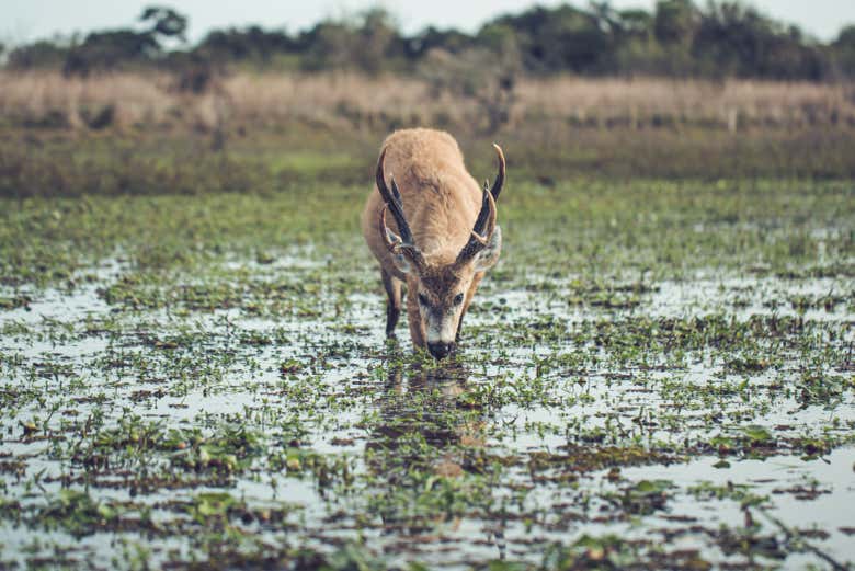 Contemplaremos diferentes mamíferos de los humedales