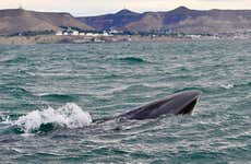 Avistamiento de ballenas en Comodoro Rivadavia