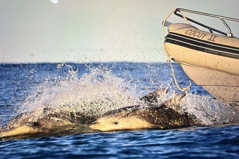 Una ballena saltando junto a la lancha 