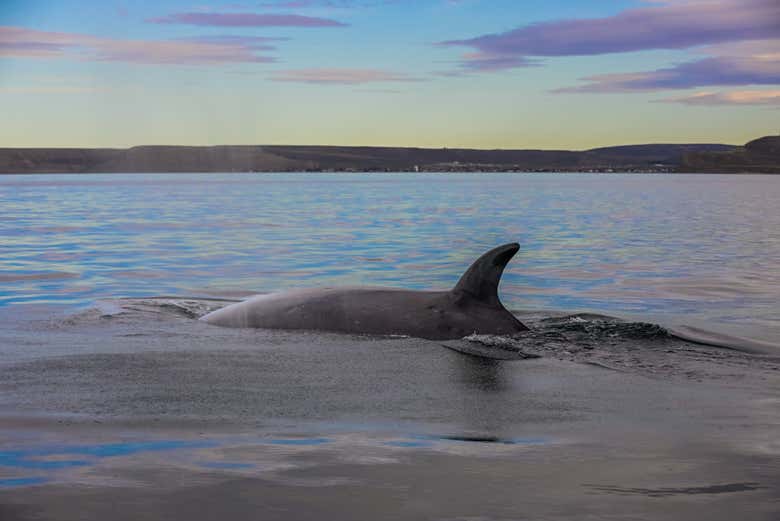 ¡Tendréis a las ballenas muy cerca!