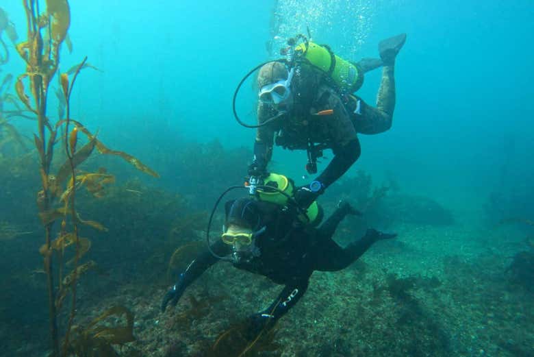 Explorad el fascinante fondo marino de la Patagonia