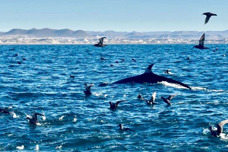 Biodiversidad de Comodoro Rivadavia