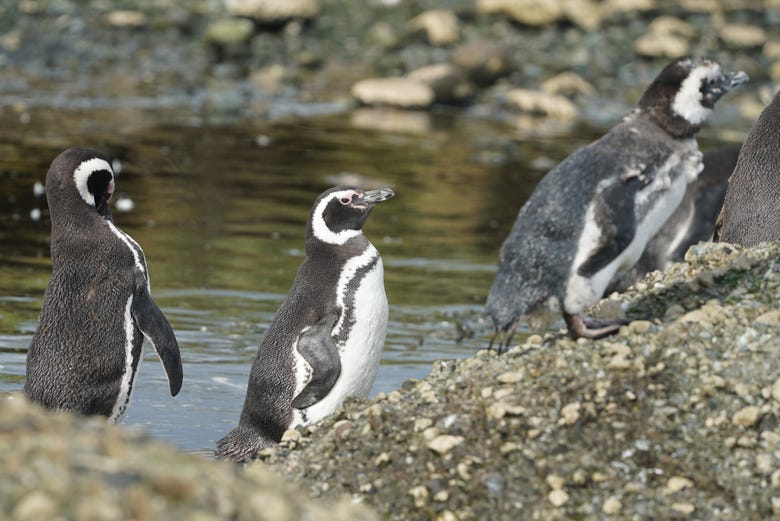 Pingüinos magallánicos en Camarones