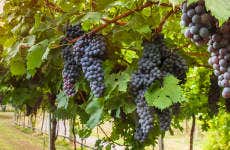 Excursión privada desde Córdoba