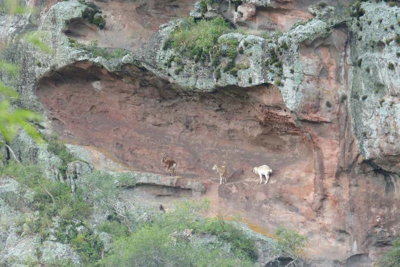 Excursión al Cerro Colorado desde Córdoba Civitatis Argentina