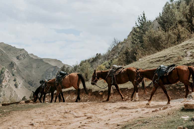 Cavalos descansando