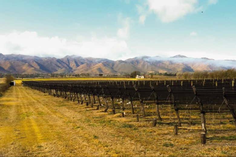 Conociendo los viñedos de la Bodega Furfaro