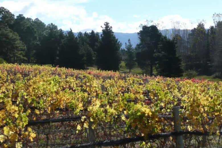 Aprendiendo sobre el proceso de cultivo de las uvas