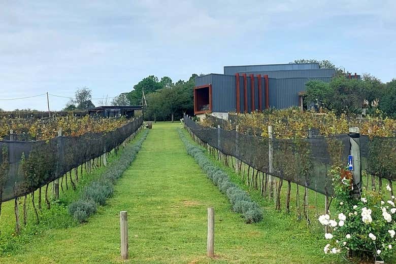 Aprendiendo los secretos del vino en Vista Grande