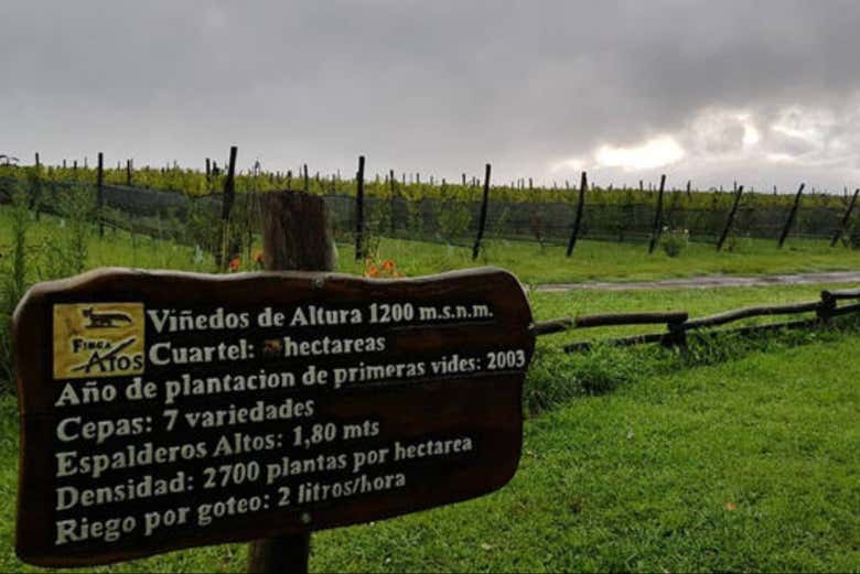 Descubriendo uno de los viñedos del Valle de Calamuchita