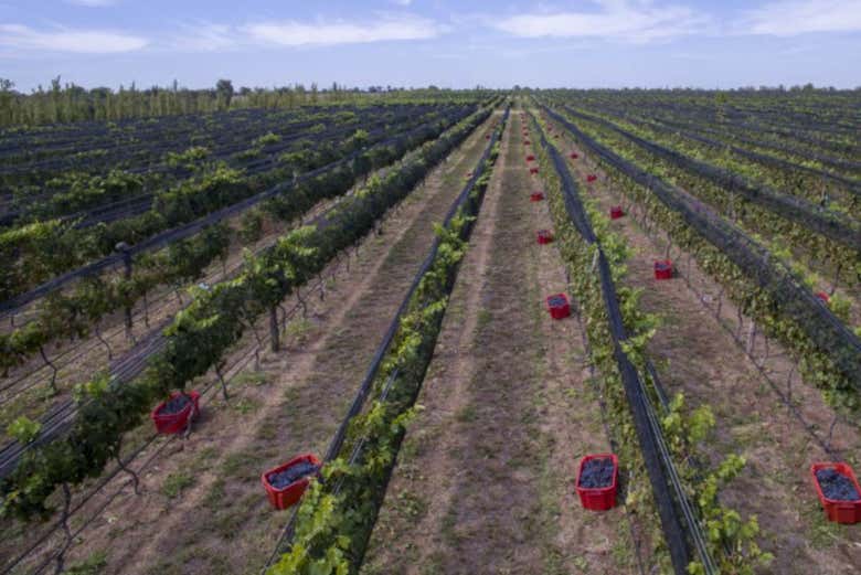 Vineyards
