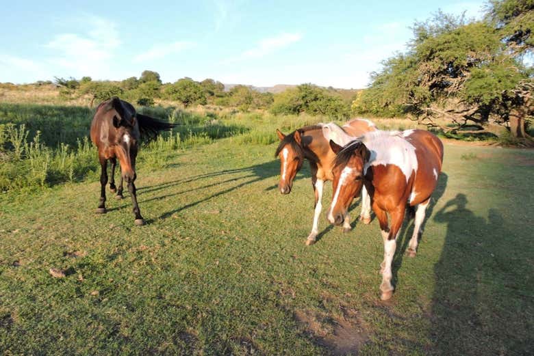 Cavalos prontos para o passeio
