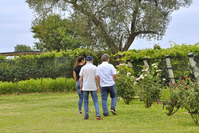 Visite des vignobles