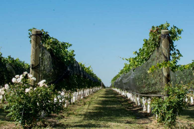 Vineyards in northern Argentina