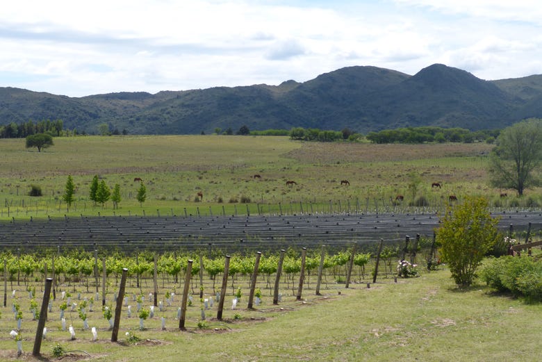 Vineyards in the Calamuchita Valley