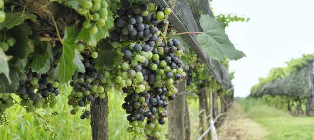 Tour de bodegas por Colonia Caroya con degustación de vinos