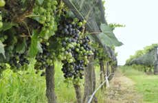 Colonia Caroya Wineries Tour & Tasting
