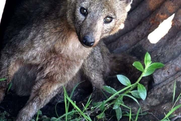 Fauna de los esteros del Iberá