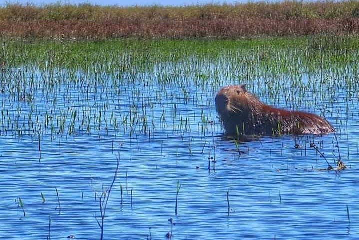 Un capibara nadando