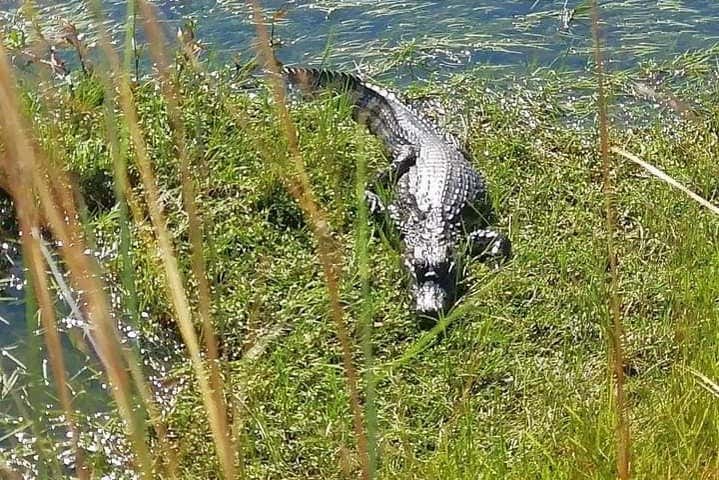 Un yacaré negro en los esteros del Iberá