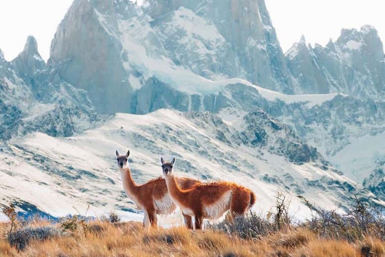 Guanacos frente al majestuoso cerro Fitz Roy