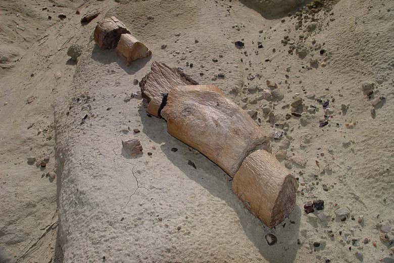 Fossilised tree trunk