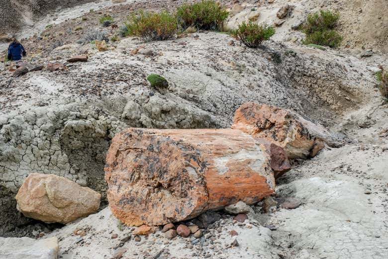 Uma das árvores fossilizadas
