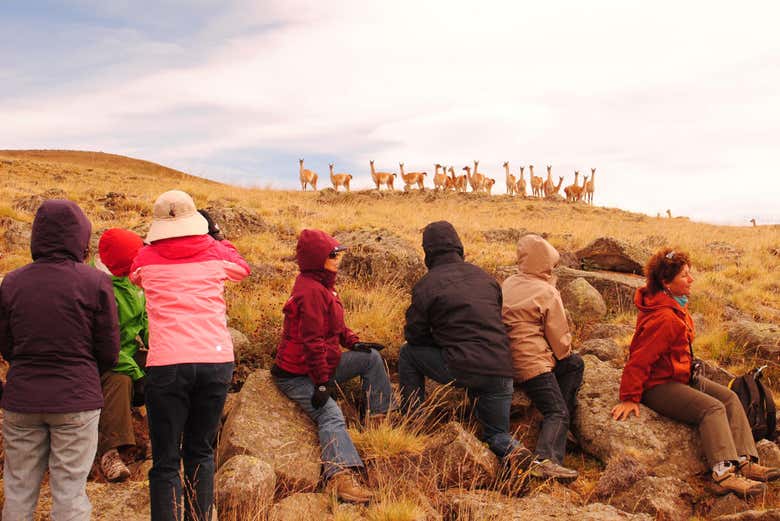 Seeing guanacos up close