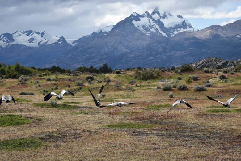Bandada de aves