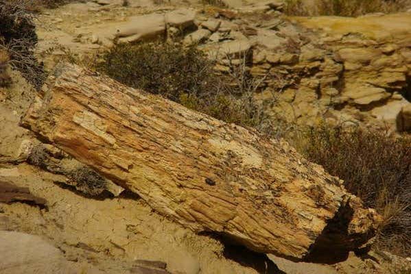 Árvore fossilizada em La Leona