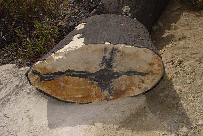 La Leona petrified forest