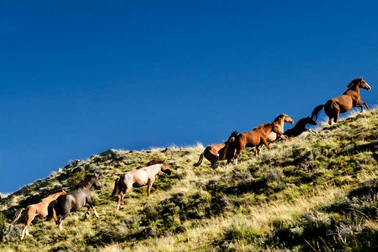 Horses on the safari tour