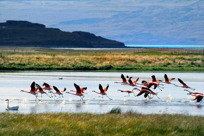 Flamencos en la bahía Redonda