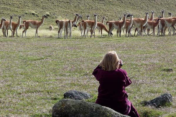 Contemplando a los guanacos