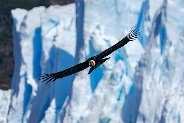 Un ave planeando sobre el glaciar Perito Moreno