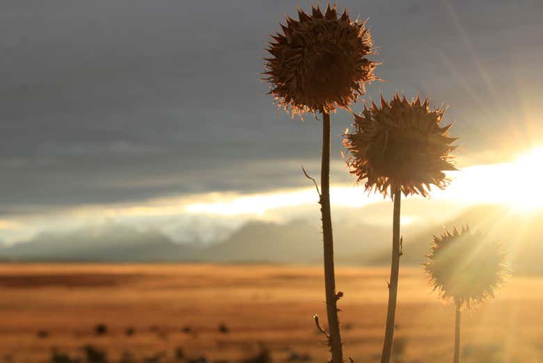 Podréis capturar la flora silvestre bañada por el atardecer